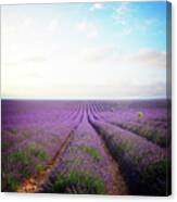 Blooming Lavender Field Rows Canvas Print