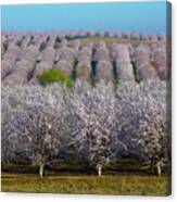 Blooming Orchards Canvas Print