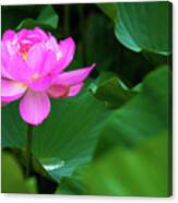Blooming Pink Lotus Lily Canvas Print