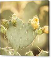 Blooming Prickly Pear Cactus Canvas Print