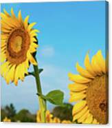 Blooming Sunflower In Blue Sky Canvas Print
