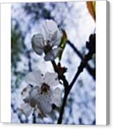 #blossom #spring #macro #flower #pretty Canvas Print