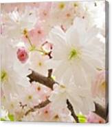 Blossoms Art Print 53 Sunlit Pink Tree Blossoms Macro Springtime Blue Sky Canvas Print