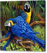 Blue And Gold Macaws Canvas Print