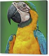 Blue-and-yellow Macaw Canvas Print