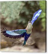 Blue-bellied Roller In Flight Canvas Print