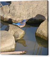 Blue Bird By The Water Canvas Print