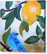 Blue Bird In Lemon Tree Canvas Print