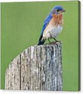 Blue Bird On Cedar Post Canvas Print