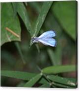 Blue Butterfly Canvas Print