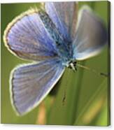 Blue Butterfly Canvas Print