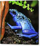 Blue Dart Frog Canvas Print