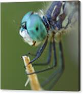 Blue Dasher Dragonfly #2 Canvas Print