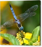 Blue Dasher Canvas Print