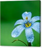 Blue Eyed Grass Flower Canvas Print