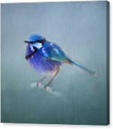 Blue Fairy Wren Canvas Print