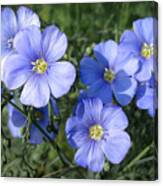 Blue Flowers In The Sun Canvas Print