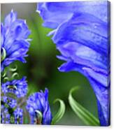 Blue Gentian Flower Abstract Canvas Print