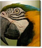 Blue Gold Macaw South America Canvas Print