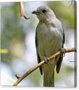 Blue Gray Tanager Cameguadua Chinchina Colombia Canvas Print