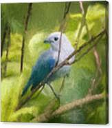 Blue Gray Tanager Panaca Quimbaya Colombia Canvas Print