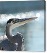 Blue Heron Bokeh Canvas Print