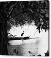 Blue Heron In Black And White. Canvas Print