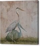 Blue Heron Canvas Print