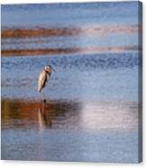 Blue Heron Standing In A Pond At Sunset Canvas Print