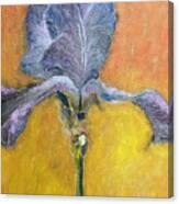 Blue Iris Canvas Print