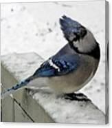 Blue Jay Begging For Another Peanut On A Snowy Day Canvas Print