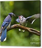 Photograph, Blue Jay fledgling begs for food