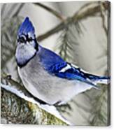 Blue Jay In Winter Canvas Print