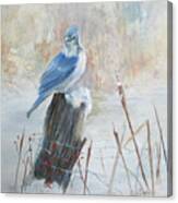 Blue Jay In Winter Canvas Print