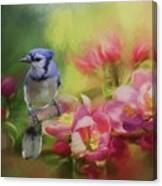 Blue Jay On A Blooming Tree Canvas Print