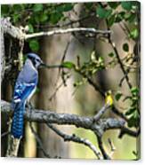 Blue Jay Canvas Print