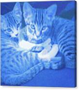 Blue Kittens Canvas Print