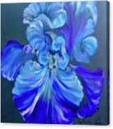 Blue/lavender Iris Canvas Print