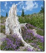 Blue Lupine Canvas Print