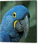Blue Macaw 2 Canvas Print