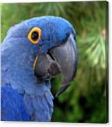 Blue Macaw Parrot Canvas Print