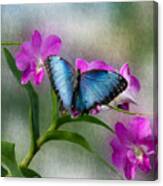 Blue Morpho With Orchids Canvas Print