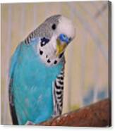 Blue Parakeet Canvas Print