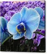 Blue Sapphire In A Field Of Lilac Amethst Canvas Print