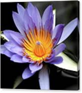 Blue Water Lily Pond Flower . 7d5726 Canvas Print