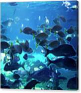 Blue Waters Of Sea World Canvas Print