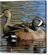 Blue Winged Teal Pair Canvas Print