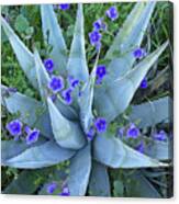 Bluebell And Agave Canvas Print