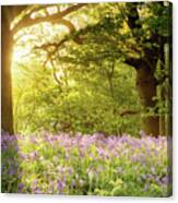 Bluebell Wood With Magical Morning Sunrise Canvas Print