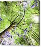 Bluebells From Worms Eye View Canvas Print